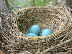 American_Robin_Nest_with_Eggs
